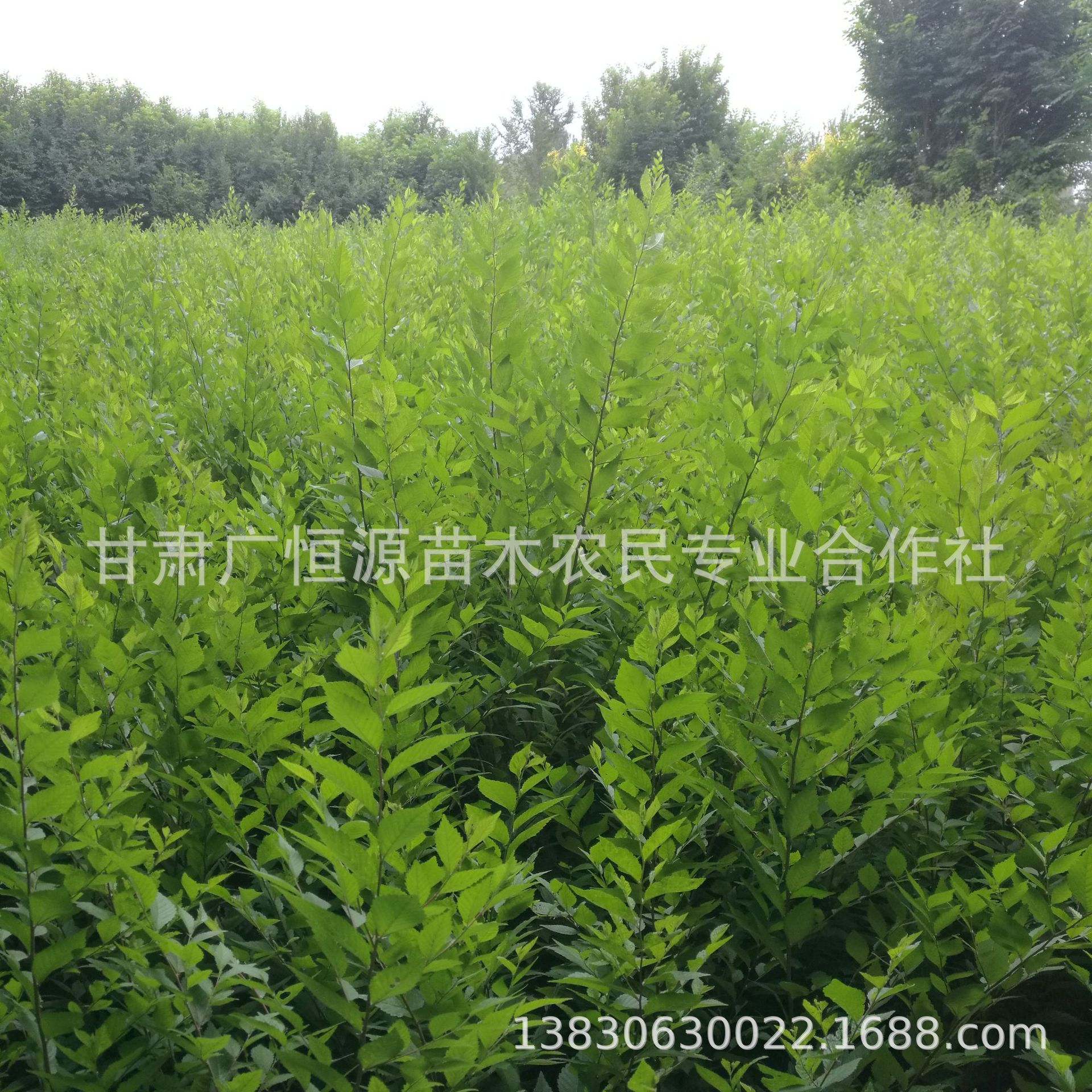 苗圃自产自销1年至8年生白榆树 甘肃白榆圆冠榆金叶榆基地-阿里巴巴