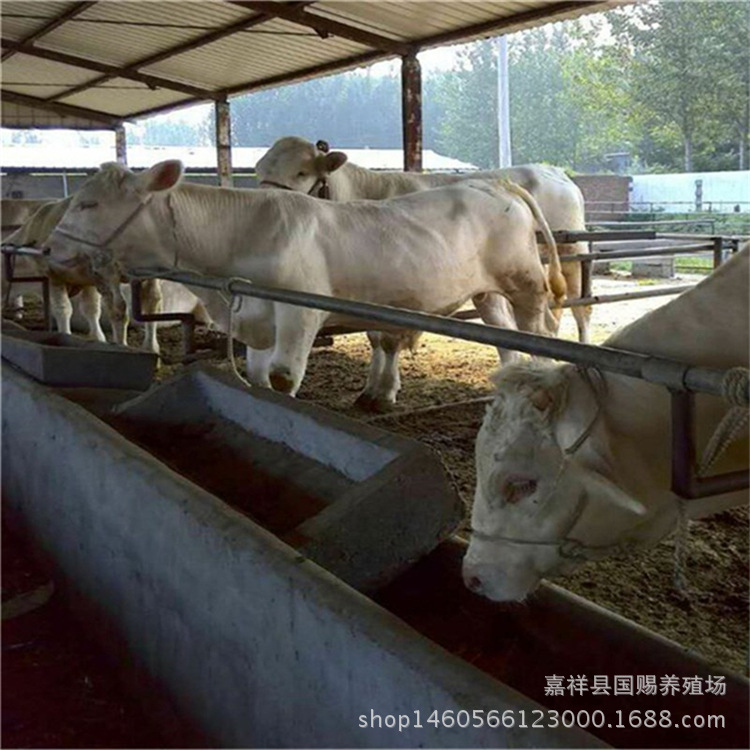 黄牛养殖基地:如何把握市场机遇?