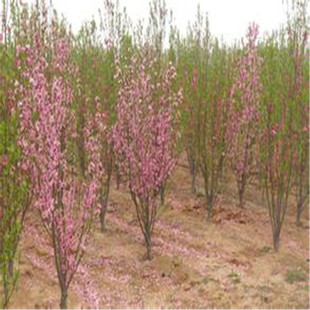 ɽ�|����10�������ϴ���Ҙ��������u ���Ҙ�Ʒ�|����