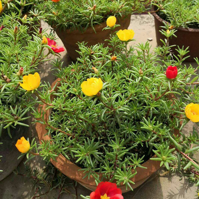 Sun flower Potted plant Flower seedlings Botany Perennial Bloom Continue Not afraid Leaf peony Portulaca