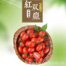 红色圣女果红云南新鲜水果酸甜可口小番茄圣女果产家直供支持批发