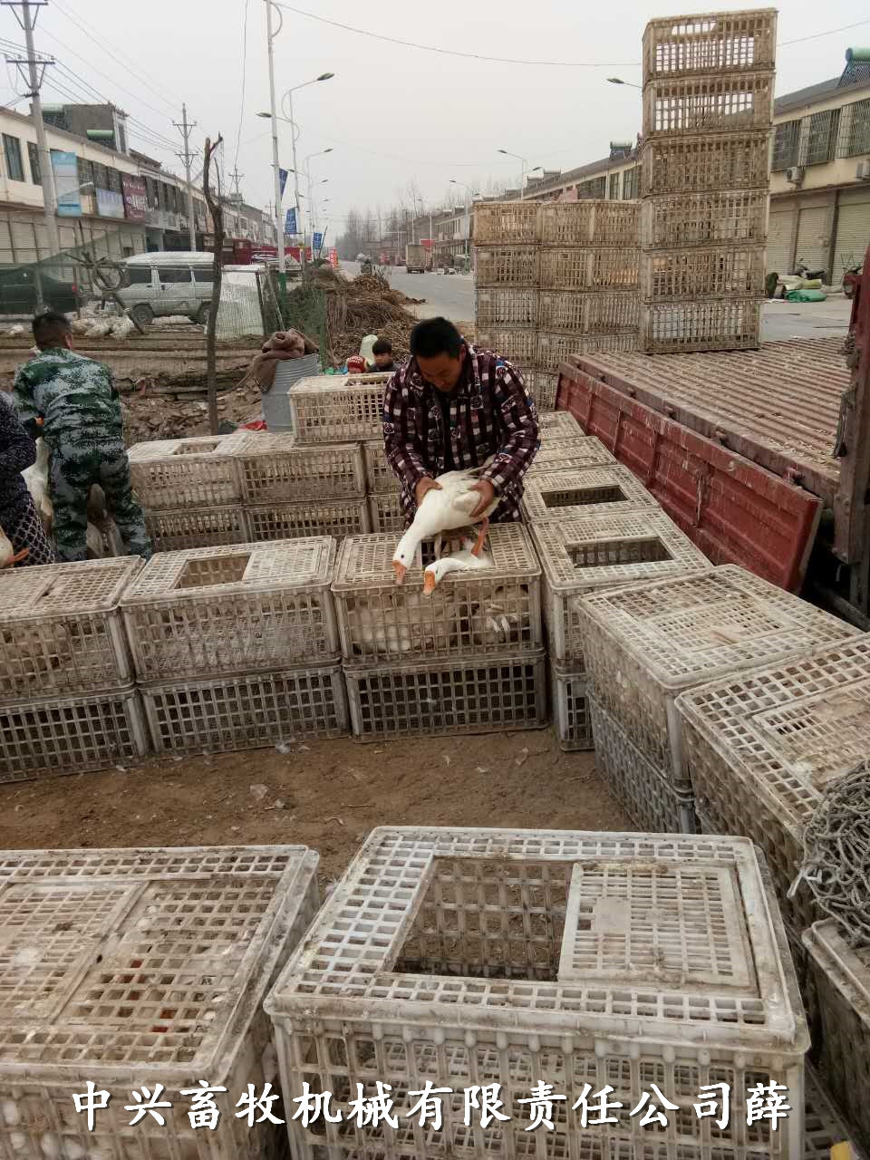 塑料兔笼价格 透气兔子运输笼 拉兔子塑料筐鸡用运输笼批发