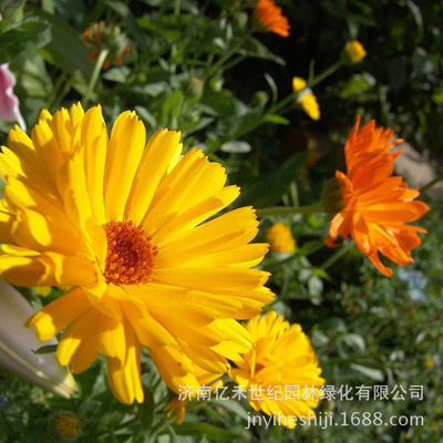 engineering Flower seeds Calendula Scenery Flower Sea Seed