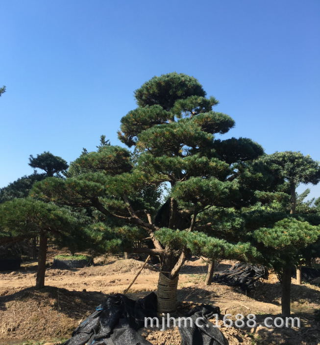 宁波奉化供应【 造型五针松 造型罗汉松】 五针松别墅绿化风景树-阿里巴巴