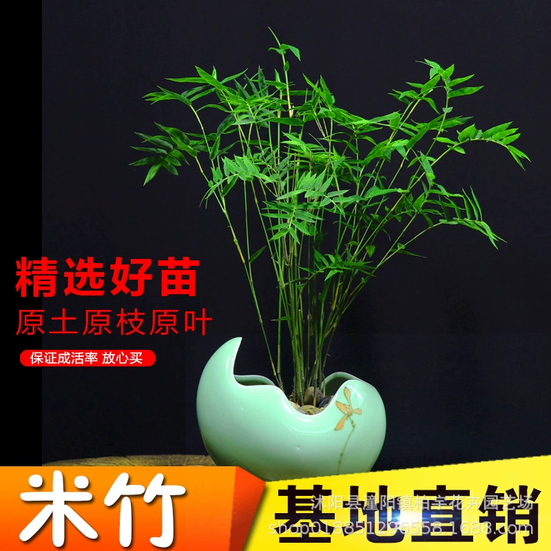 Рисовые саженцы бамбука в горшках Феникс-хвост бамбук Гуаньинь бамбук декоративный бамбуковый двор гостиная балкон маленький бамбук Феникс-хвост Бамбуковый бонсай