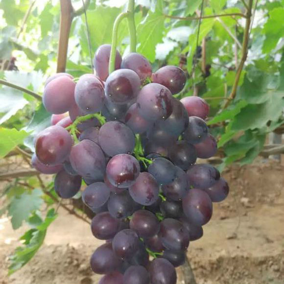 4ee84aed2e738bd41f234d5aa98b87