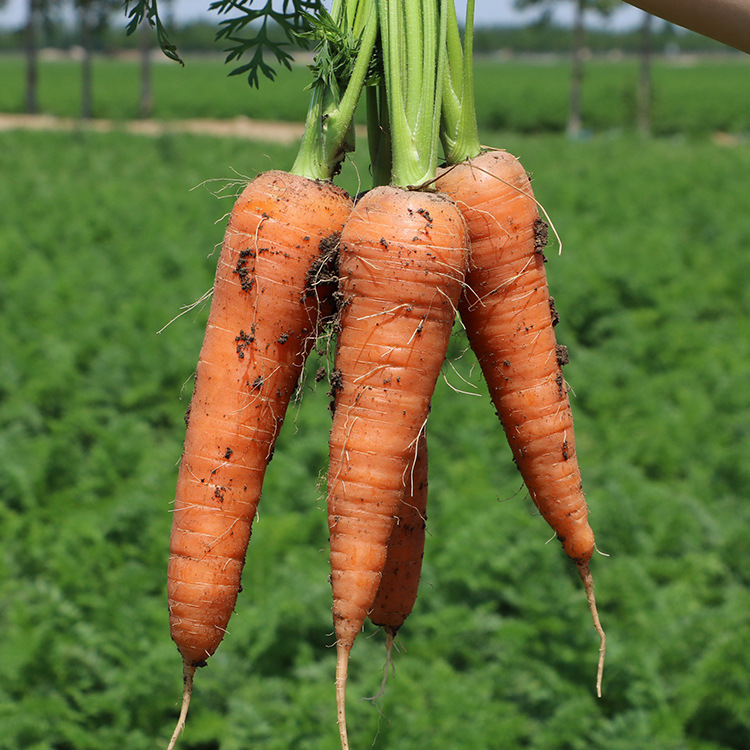 供应新鲜胡萝卜 水果胡萝卜口感脆甜5斤装可一件代发量大从优|ms