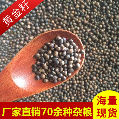 厂家直销优质粮食填枕头农家自产五谷杂粮批发散装粗粮黄金子|ru