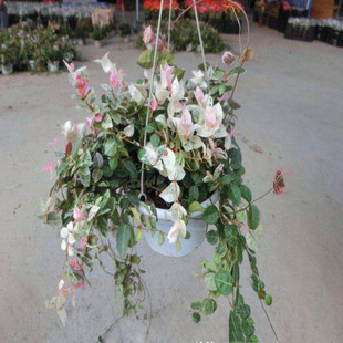 ���۾G��ֲ��(A150)���~�jʯ�S��jʯ�҃�ͥԺ������������ֲ��