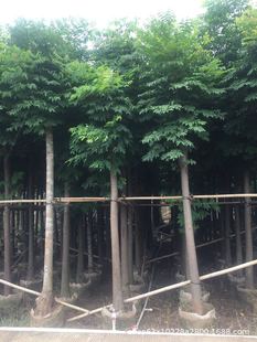 ����ֱ�N  ���c�� �����~�� ̨����� ˮɼ ��Ҏ�� ���N�G����ľ