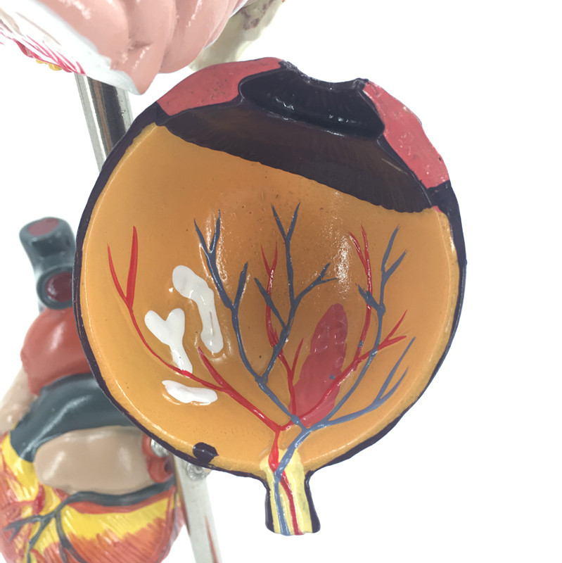 Organ Representation
