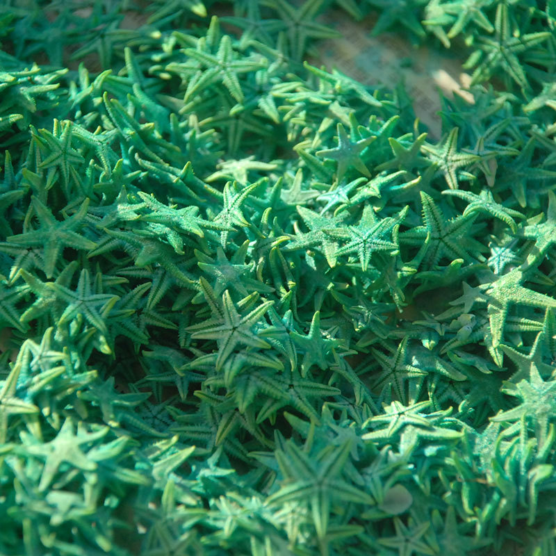 染色海星主图11