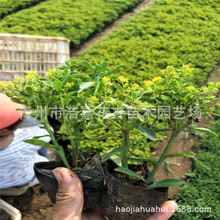 ���߾���������l���� ���߾����� �����ٮ��G�������l