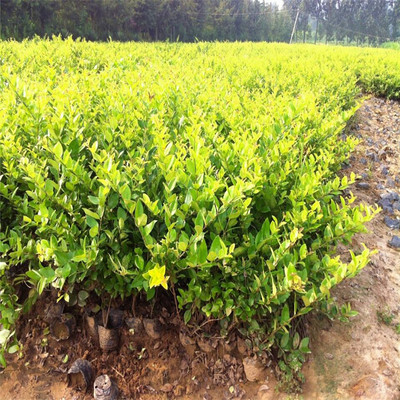 新货上市供应绿化小苗金森女贞 陕西营养钵苗木金森女贞批发