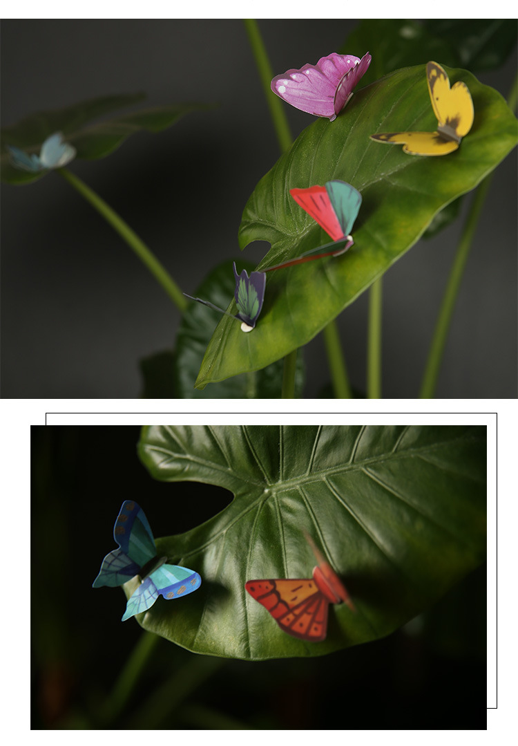 蝴蝶_15.jpg