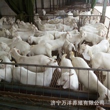 廣西購買肉羊價格  小羊羔幾個月的可出售  商品羊行情