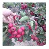 Hawthorn seedlings seed Large Venus Hawthorn seedlings Hawthorn seedlings Hawthorn trees