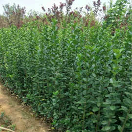 北海道黄杨报价    2018北海道黄杨批发     北海道黄杨图片