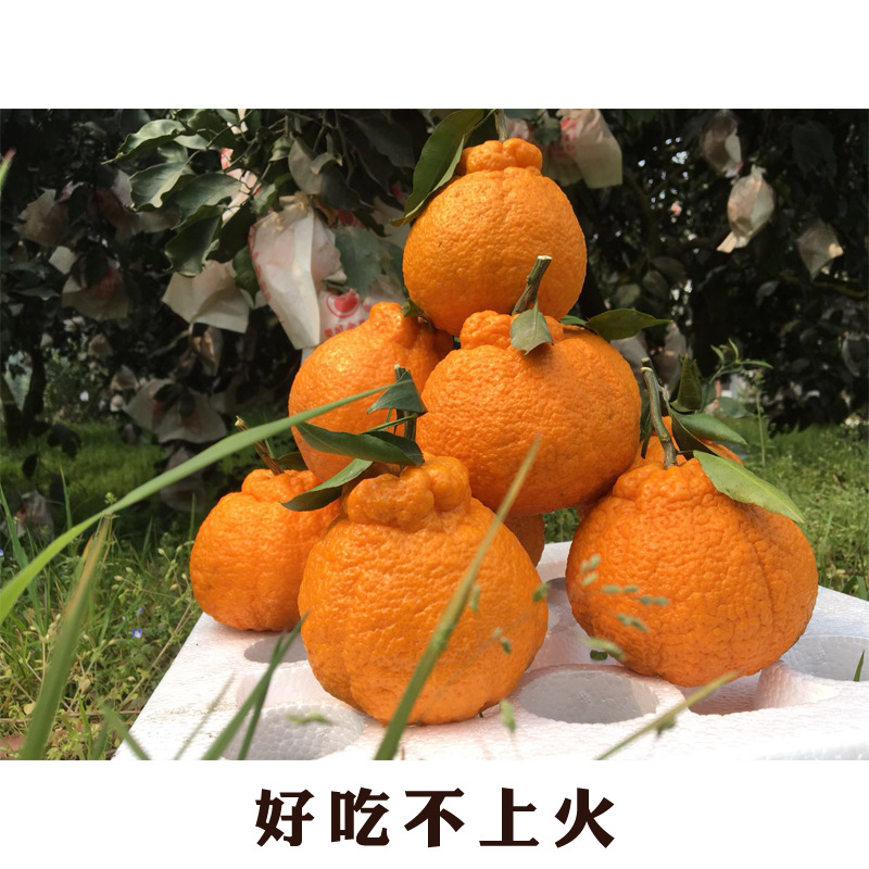 Sichuan Province Shiranui The ugly orange fresh fruit The ugly orange Harrow 5 catties medium fruit]
