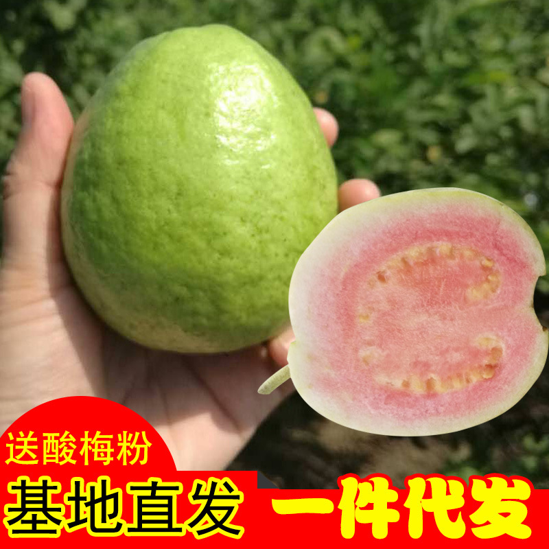 广西红白心芭乐番石榴当季新鲜水果现摘现发果园直供一件代发批发