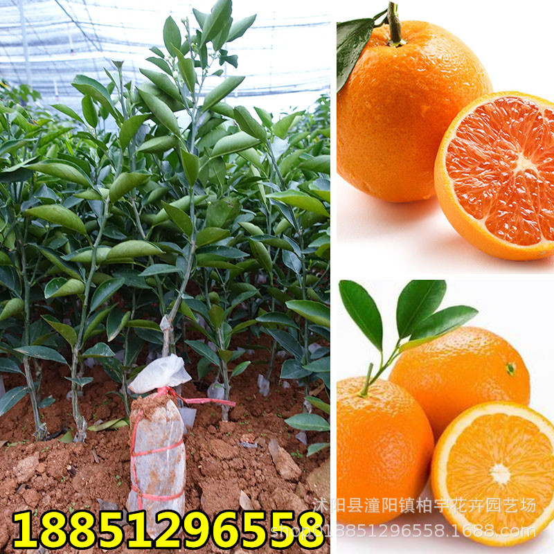 橙子樹苗 地栽果樹苗橙子苗 紅肉臍橙 黃肉臍橙 血橙南方北方種植