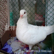 6个月龄的/广场鸽价格 白羽王种鸽价格 供应60天的肉鸽乳鸽