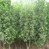 The base supply Hokkaido Yopeng big and small seedlings Hokkaido Yangyang specifications are complete price discounts $