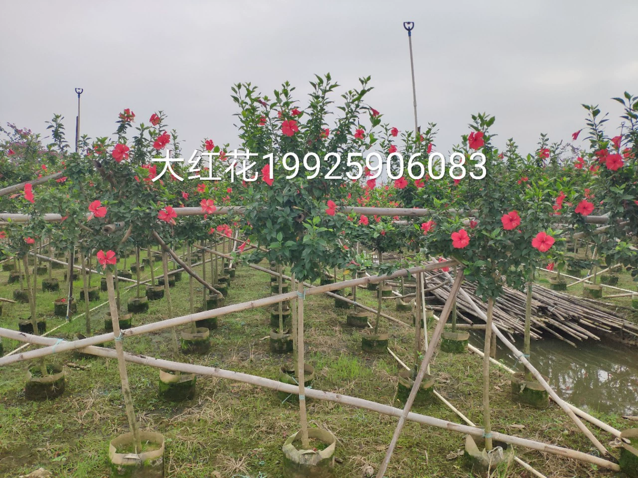 908 поставка одностудного большого красного цветка 3-5 центов саженцы дерева