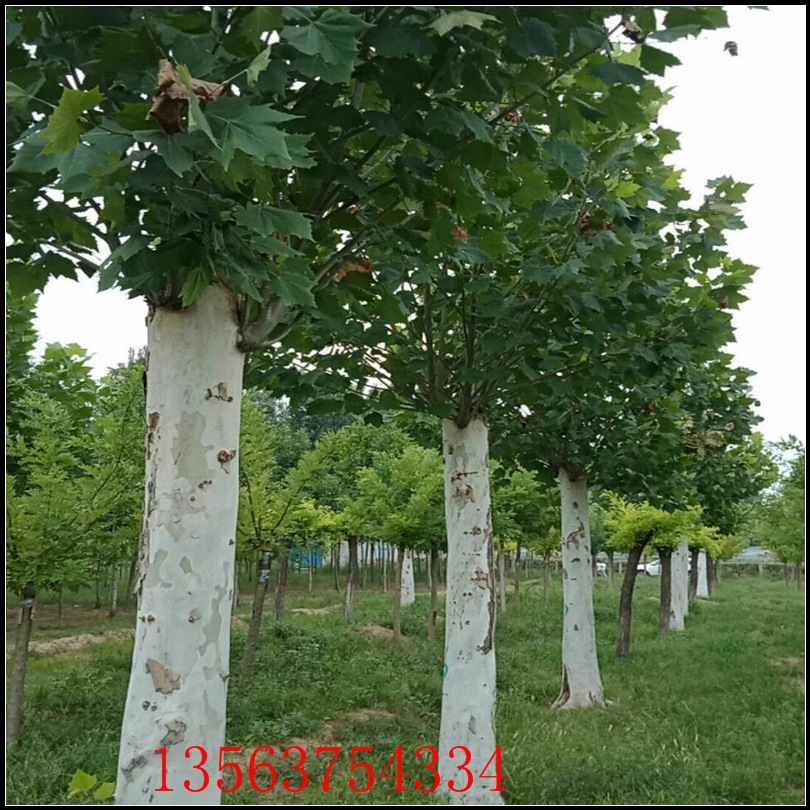供应工程绿化用行道树法桐悬铃木胸径15公分法桐山东鲁西南直供-阿里巴巴