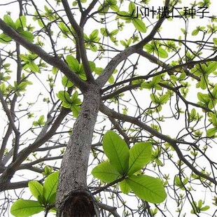 ɢ�bС�~���ʷN�� ���ޙ�������N�� ���~���~С�~���ʘ�N���l