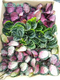 Guangzhou Base Directly Supplies Dollar Taro Mixed Pack to Purify the Air, Ornamental Plants, Small Potted Florals