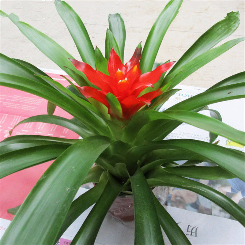 小红星批发鸿运当头盆栽凤梨花四季开花卉鸿运当头吉祥室内植物-阿里巴巴