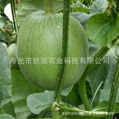 绿宝石甜瓜种子 绿皮薄皮洋香瓜种子 礼品甜瓜 超甜绿瓤早熟高产