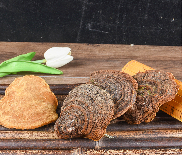 Sang Huang (Sanghuangporus sanghuang) — Wild Northeast Mulberry Yellow Fungus, Food-Herb Mushroom for Cooking specifications
