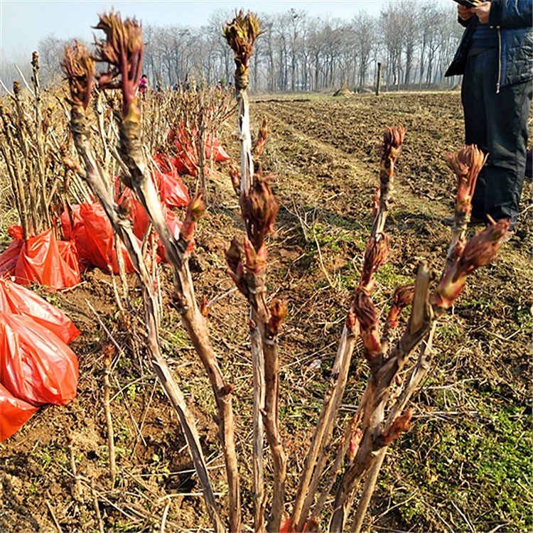 Оптовая продажа многожильных цветов для просмотра семян пиона, бутонов пиона 1-3 нитей можно горшечных растений, земляных посадков, цветущих в тот же года, большое количество и отличная цена.