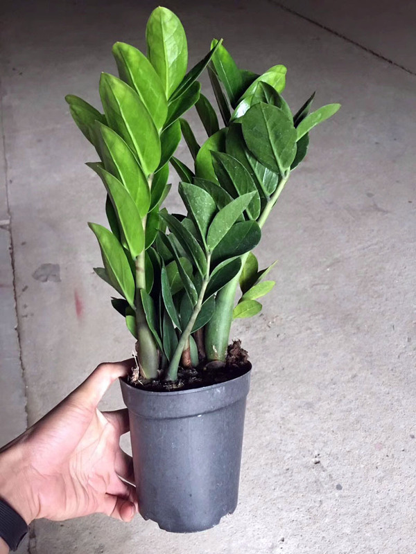 Base Direct Sales A120 Round-Leaf Money Tree Indoor Foliage Small Potted Plant Purifying Air Green Plant Money Tree Base Direct Sales A120 Round-Leaf Money Tree Indoor Foliage Small Potted Plant Purifying Air Green Plant Money Tree