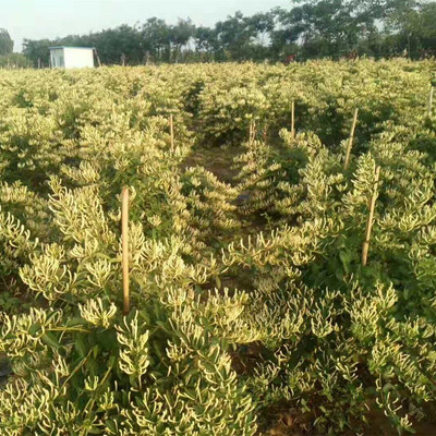 泰安苗木基地出售金1-5年北花一号金银花苗 巨峰一号金银花苗|ru