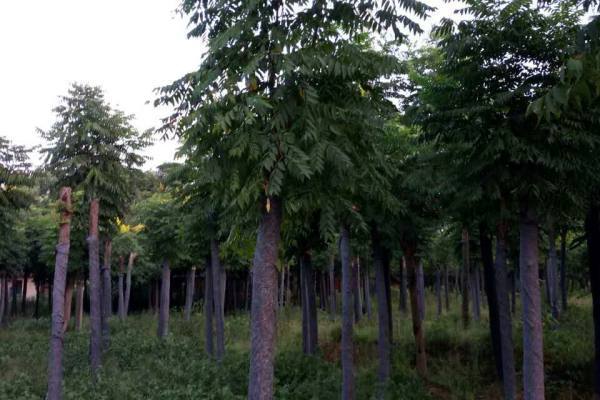 mmexport1531177171958