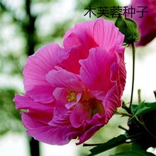 散装新采木芙蓉种子 拒霜花地芙蓉春播秋播 多年生花卉芙蓉花种子