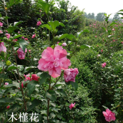 Base Direct selling Hibiscus Flower seedlings 2-8 a centimeter Park courtyard Flower Green plant Large concessions