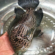 ˮʯ~l ֱˮaƷ Bֳw~ ɻʸ