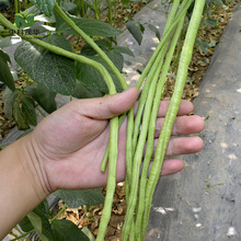 中科茂华蔬菜种子长豇七号豇豆种子长豆角种子嫩绿条条长