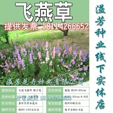 大花飞燕草种子鸽子花百部草千鸟花萝小花家庭园艺阳台盆栽植物