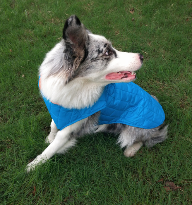 Dog in Two-Color Checkered Jacket