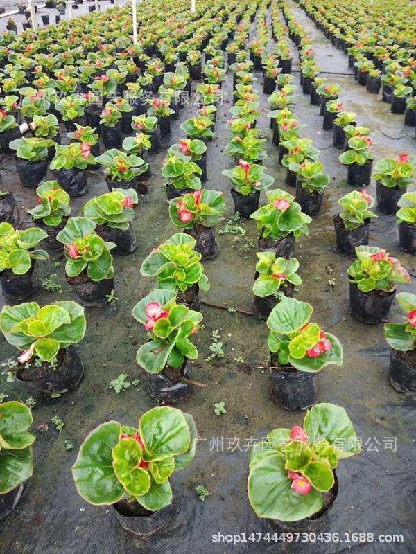 mmexport1534383657342