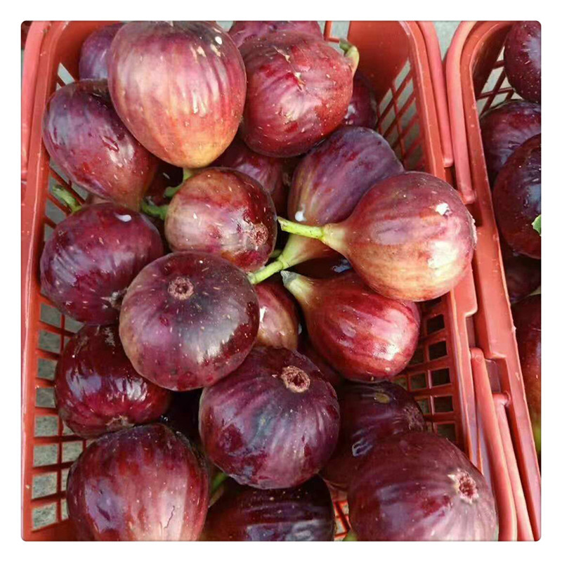 42be85474f2c7d30ba9ba28e683d73