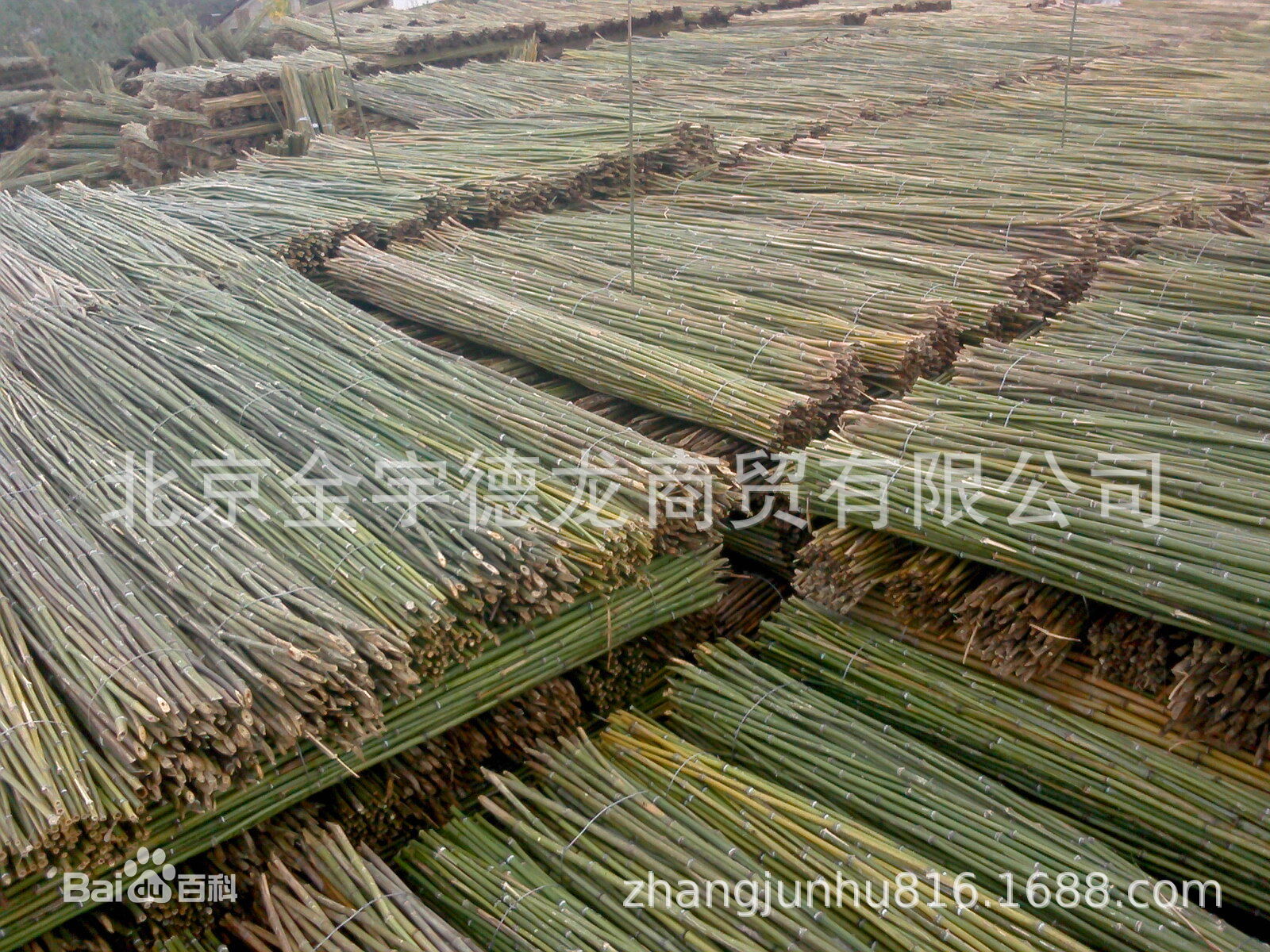 农用竹竿 大棚菜架竹 毛竹 黄竹 紫竹 黑竹  菜架竹竿