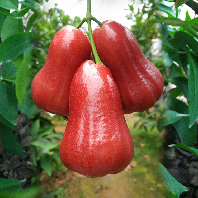 【一件代发】水果黑金刚莲雾4斤补水神器泰国热带新鲜水果越南
