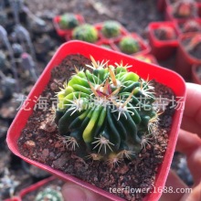 �������\ ǧ���f�� ������ȫ�Sɫ�\ ������ ����ֱ��