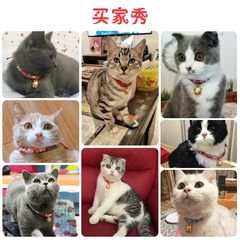 Cat and Wind Collar Pet Cat Dog Small Dog Japanese Style Wind Bell Collar Collar Pet Accessories